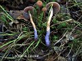Laccaria bicolor-amf1058